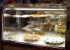 bakerycase.jpg (413092 bytes)
