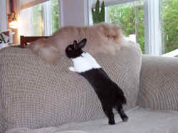 Beau's pet Bunny decides to reach new heights