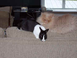 Beau watches over his Bunny